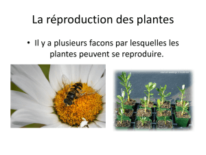 La Reproduction Des Plantes