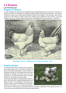 La Sussex - Volaille poultry