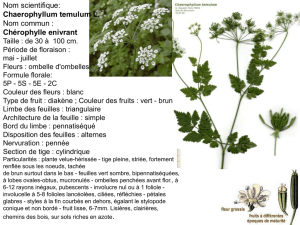 Chaerophyllum temulum L. - bcpst-svt-parc