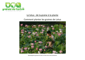 Le lotus : de la graine à la plante Comment planter les graines de