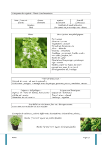 Plante Page 1/2 Catégorie du végétal : Plante Condimentaire Nom