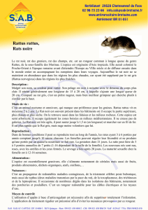 Rattus rattus, Rats noire - Service Antiparasitaire de Bretagne