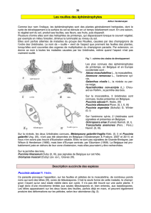 éphémérophytes - Association des Mycologues Francophones de