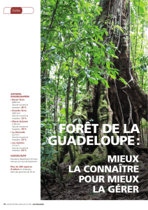 forêt de la guadeloupe