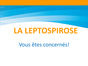 la leptospirose