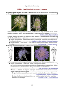 Caprifoliacées - Faune Flore Massif Central