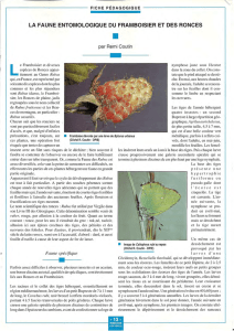 Les insectes du framboisier et des ronces / Insectes n° 94
