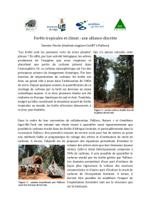 Forêts tropicales et climat : une alliance discrète - Pallisco-CIFM