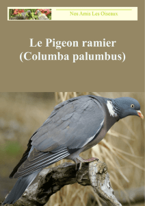 Le Pigeon ramier