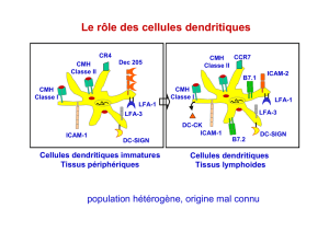 Le rôle des cellules dendritiques