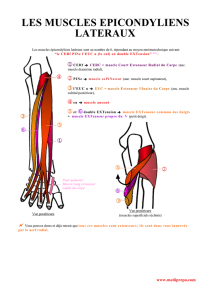 les muscles epicondyliens lateraux