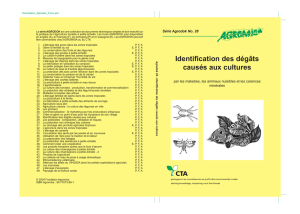 Agrodok-28-Identification des dégâts causés aux plantes