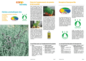 COOP - 01 - Plantes aromatiques - LAB-Immo