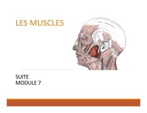 muscles - biolaroche.net