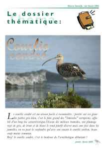 Le courlis cendré - Réserve naturelle baie de saint brieuc