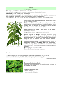 Ortie et purins de plantes