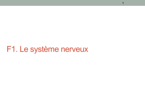 F1. Le syst&egrave;me nerveux