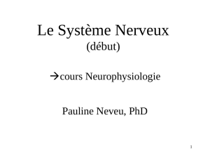 système nerveux partie 1