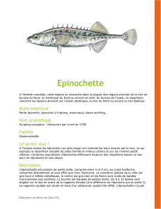 Epinochette - Fédération de Pêche de Côte-d`Or