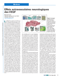 Effets extravasculaires neurologiques des VEGF