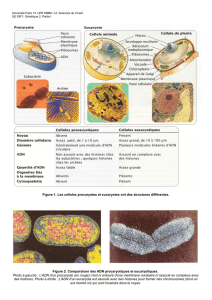 Figure 1. Les cellules procaryotes et eucaryotes ont