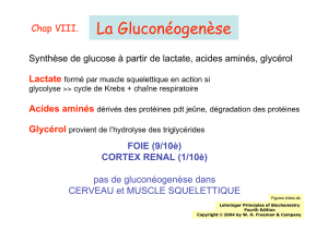 La Gluconéogenèse