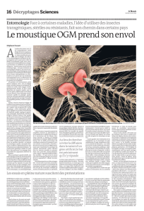 Le Moustique OGM prend son envol