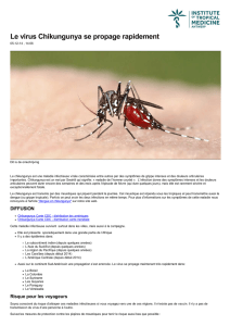 Le virus Chikungunya se propage rapidement