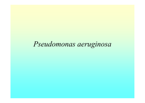 Pseudomonas aeruginosa