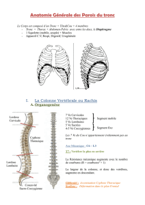 Anatomie Générale des Parois du tronc