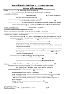 Anatomie et physiologie de la circulation sanguine