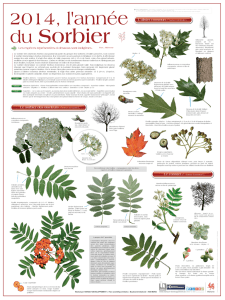 L`alisier commun / Sorbus torminalis L. Le