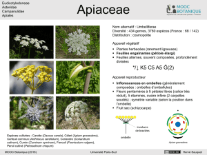 Apiaceae - Mooc Botanica