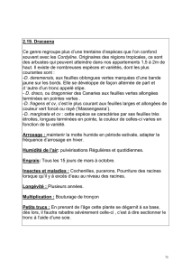 2.19. Dracaena Ce genre regroupe plus d`une trentaine d`espèces