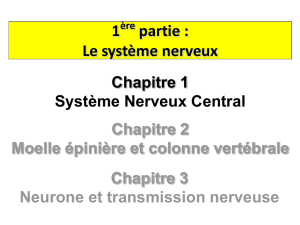 Le système nerveux