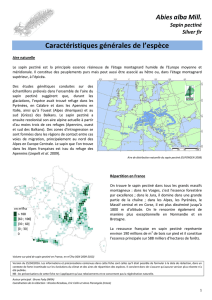 Sapin pectiné - Agriculture.gouv.fr