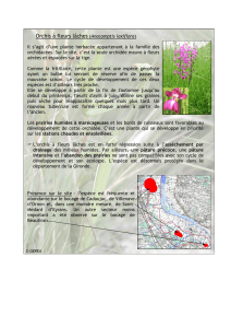 Orchis à fleurs lâches (Anacamptis laxiflora)