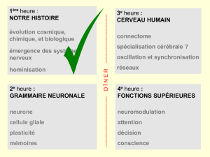 Le neurone - Le cerveau à tous les niveaux