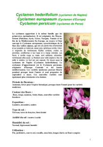 Cyclamen hederifolium (cyclamen de Naples)