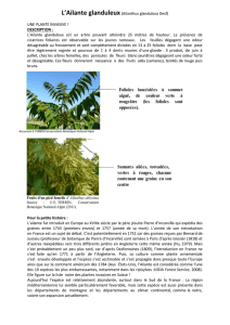 L`Ailante glanduleux(Ailanthus glandulosa Desf) UNE PLANTE