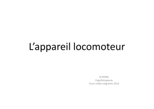 Microsoft PowerPoint - L\222appareil locomoteur