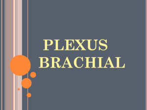 Plexus brachial et pelvien