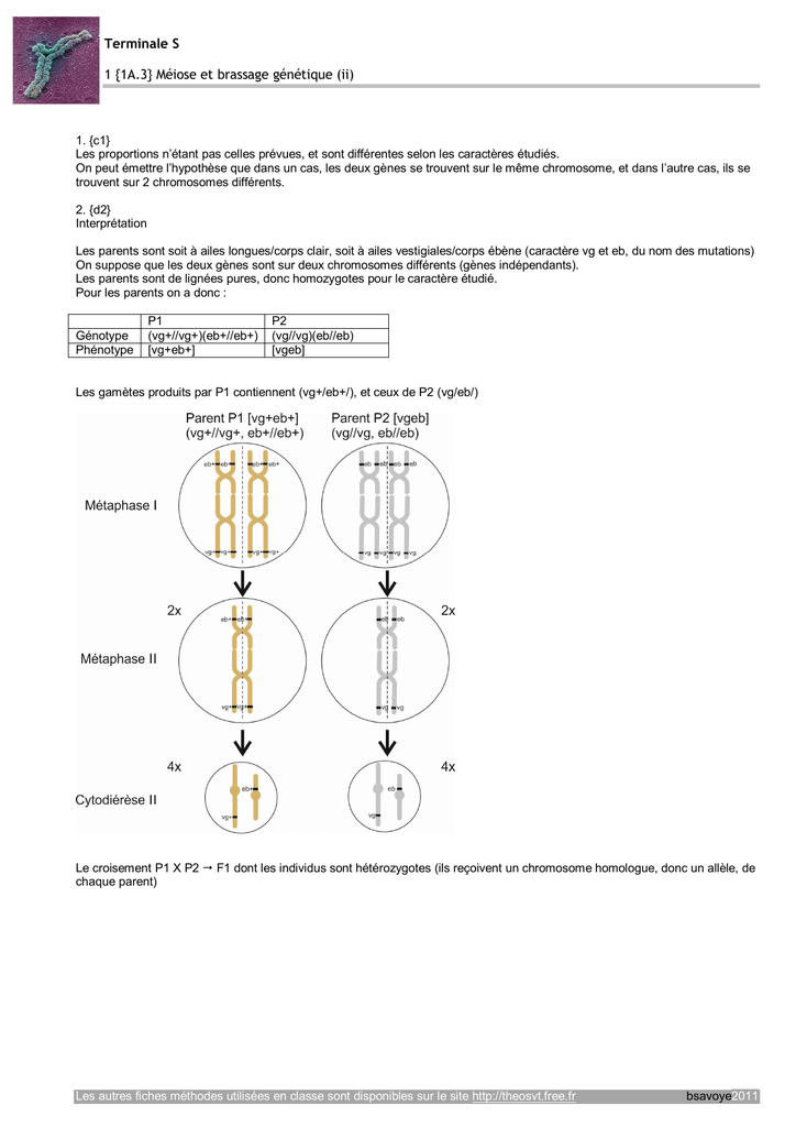 Bac Svt Génétique Brassage 