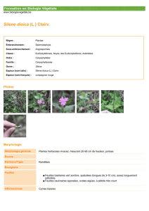 Silene dioica (L.) Clairv. - Formation en Biologie Végétale