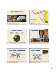 Phylum Echinodermata Nombre d`espèces Classification Surfaces