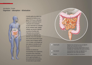 Série digestion, 4e partie: Digestion - absorption