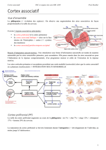 Cortex associatif - Fichier