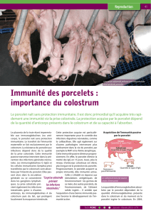 Immunité des porcelets : importance du colostrum