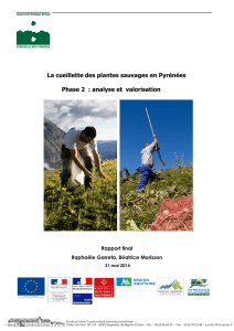 La cueillette des plantes sauvages en Pyrénées Phase 2 : analyse