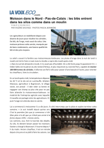 Moisson dans le Nord - Pas-de-Calais : les blés